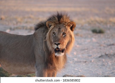 Lion Wallpaper の写真素材 画像 写真 Shutterstock