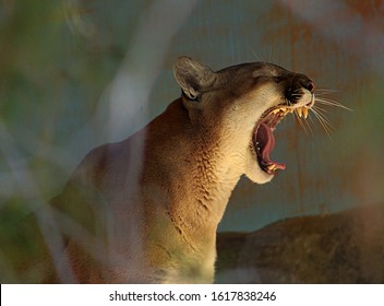 A Powerful Mountain Lion Opens His Mouth To Show His Sharp Teeth.