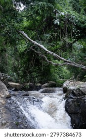 A powerful mountain stream cascading over dark wet rocks under a canopy of dense tropical jungle trees. A large curved tree branch arches across the rushing water, creating a wild and untamed natural rainforest scene.