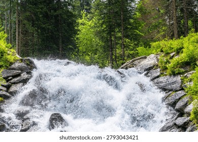 A powerful mountain stream forms a foaming waterfall as it crashes over dark rocks surrounded by lush green vegetation and dense evergreen forest in the Texel Group Nature Park near Pfelders in South Tyrol, Italy. The bright daylight highlights the whitewater rapids and the unspoiled alpine wilderness with no people visible.