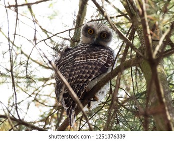 Powerful Owl (Ninox strenua) 