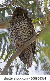 Powerful Owl (Ninox strenua) Newstead, Victoria, Australia