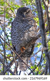 Powerful Owl perched by day in tree canopy (Ninox strenua)