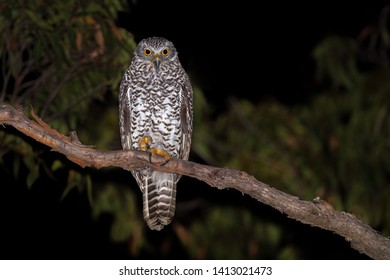 Powerful Owl Roosted On A Brach