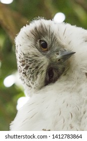 Powerful Owl In Sydney Australia