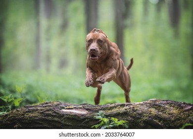 A powerful pit bull terrier with cropped ears jumping over a large fallen tree against the backdrop of a bright summer landscape. Paws in the air. The mouth is open.