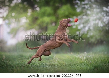 A powerful pit bull terrier with cropped ears jumping after an orange ball against the backdrop of a bright summer landscape. Paws in the air. The mouth is open. Profile view.