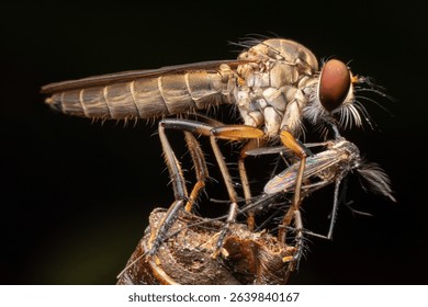 A powerful Robber fly (Asilidae) is captured in a macro close-up, seen consuming a mosquito while perched on a dry branch against a dark background.