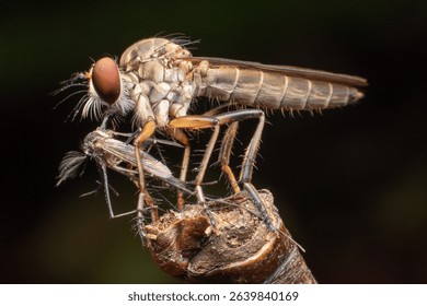 A powerful Robber fly (Asilidae) is captured in a macro close-up, seen consuming a mosquito while perched on a dry branch against a dark background.