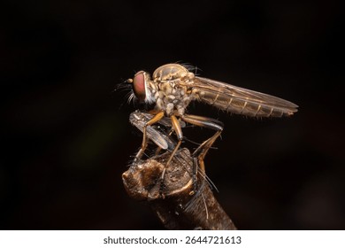 A powerful Robber fly (Asilidae) is captured in a macro close-up, seen consuming a mosquito while perched on a dry branch against a dark background.