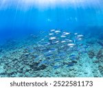 Powerful schools of Frigate mackerel, Auxis thazard attacking a large school of Silver-Stripe Round Herrings (Spratelloides gracilis)
Bullet tuna, Auxis rochei rochei,
Frigate tuna, Auxis thazard 2024