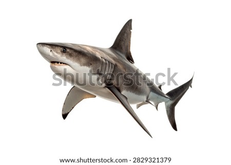 A Powerful Shark Shown In Complete Full Body Side Isolated On White Background