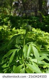 A Powerful Shoot Of Peony (Paeonia Officinalis) Illuminated By The Sun Crowns Itself With A Spherical Bud Against A Background Of Green Grass. Spring Vertical Photography.