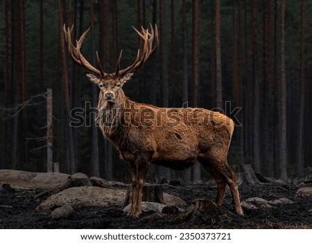Powerful stag in the forest