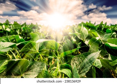 Powerful Sunrise Behind Closeup Of Soybean Plant Leaves. Blue Sky With White Clouds And Golden Light. Focus On The Leaves.