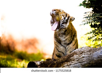 powerful tiger yawns during a rest in hottest hours of the day sitting in the bush
