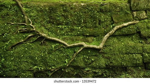 powerful tree root crawling on old mossy stone wall at old rural pathway in Kamakura, Japan - Powered by Shutterstock