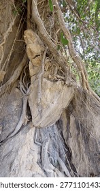 Powerful Tree Roots Growing Through Solid Rock in Mountainous Terrain