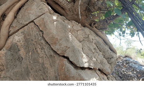 Powerful Tree Roots Growing Through Solid Rock in Mountainous Terrain