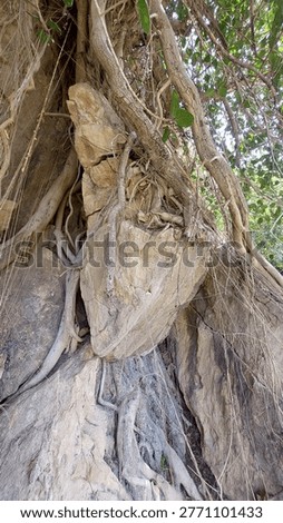 Powerful Tree Roots Growing Through Solid Rock in Mountainous Terrain