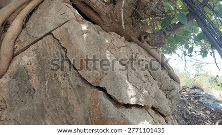 Powerful Tree Roots Growing Through Solid Rock in Mountainous Terrain