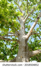 A powerful trunk of a plane tree with branches and green leaves. Bottom view.