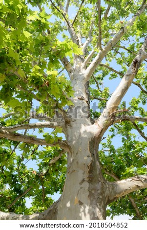 A powerful trunk of a plane tree with branches and green leaves. Bottom view.