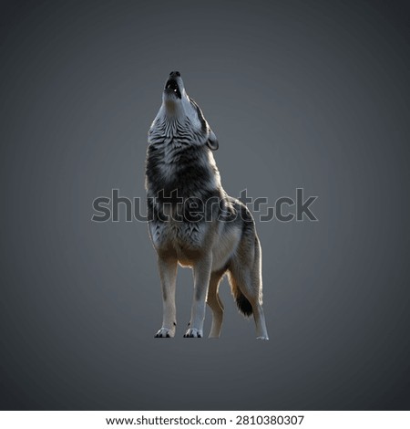 Powerful wild wolf howling in dramatic low light setting.