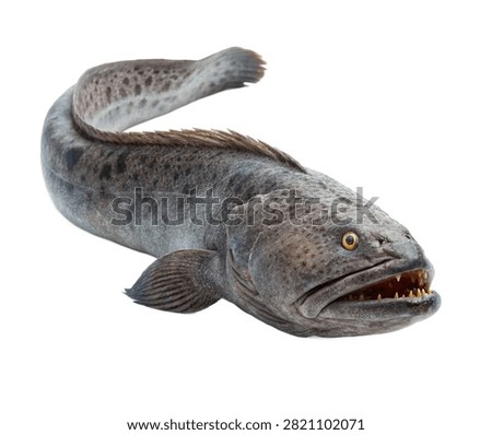 A Powerful Wolf Eel Displayed In Perfect Side Prof Isolated On White Background