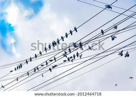 Power-line pigeons roosting, flying away and arriving on favorite powerlines
