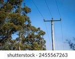 Powerlines in the bush in Australia. Power poles a fire hazard  in tasmania