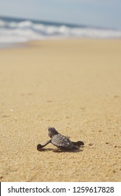 Pozo de Cota, Baja California Sur / Mexico - Octubre 15 2018: Sea Turtle Liberation - Shutterstock ID 1259617828