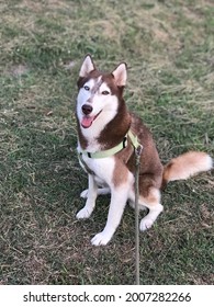 Prachin Buri, Thailand, 30 Jul 2019 A Siberian Husky Named Jihyun Sits In A Football Stadium