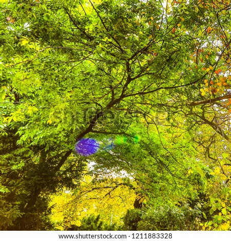 Similar – Foto Bild Herbstlicher Park Natur