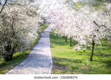 Prague Blossom Petrin Hill