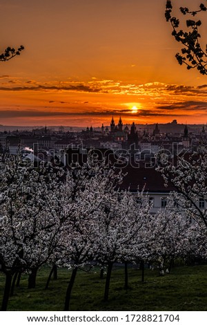 Similar – Sonnenaufgang über Prag und fliederfarbene Blumen