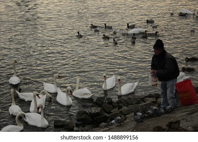 Prague, Czech Republic - December 26th, 2018: Old Man Feeding White Swans And Ducks At The River In A Public Park.