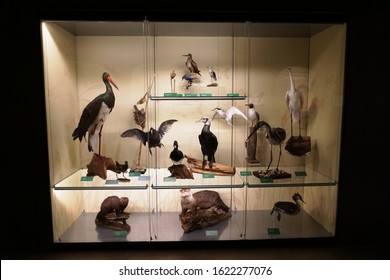 Prague / Czech Republic - January 19 2020: Big Display Case (showcase) Full Of Mounted Wild Birds In Museum Of Agriculture