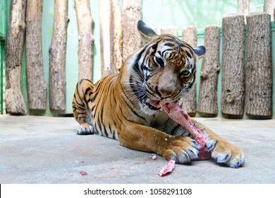 PRAGUE, CZECH REPUBLIC - JULY 5, 2014: Tiger's Meal, Animal Eating Raw Red Bloody Meat In Prague´s ZOO. In 2017 TripAdvisor Listed Prague ZOO As The 5th Best Zoo In The World.