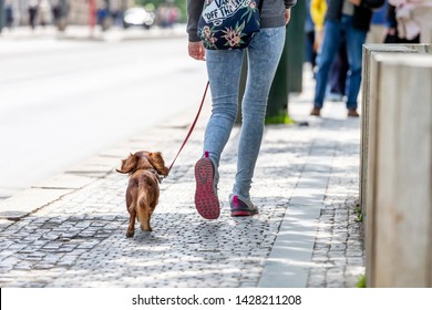 PRAGUE, CZECH REPUBLIC - MAY 8, 2019: Woman Walking Her Dachshund Dog, View From Behind, Only Half Body In Frame 