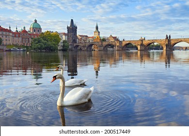 Prague. Image of Charles Bridge in Prague with couple of swans  in the foreground.