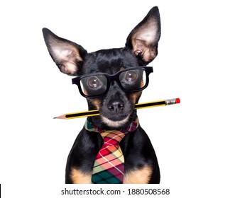 prague ratter dog with pencil or pen in mouth  wearing nerd glasses for work as a boss or secretary , isolated on white background