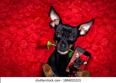 prague ratter dog in roses petal bed falling in love for valentines day or mothers or father  day and wedding