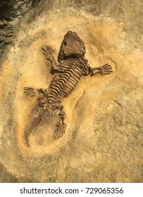 Prague Zoo, Seymouria, Fossilized Skeleton