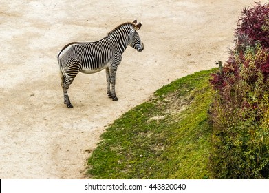 Prague Zoo. Zebra