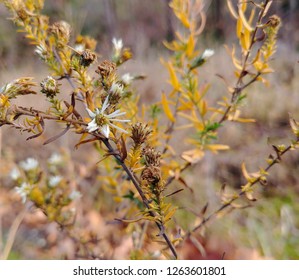 Prairie Aster Flower In Early Winter