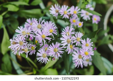 Prairie Aster Flower, Violet Flower