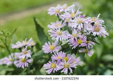 Prairie Aster Flower, Violet Flower