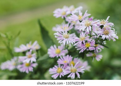 Prairie Aster Flower, Violet Flower