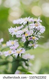 Prairie Aster Flower, Violet Flower